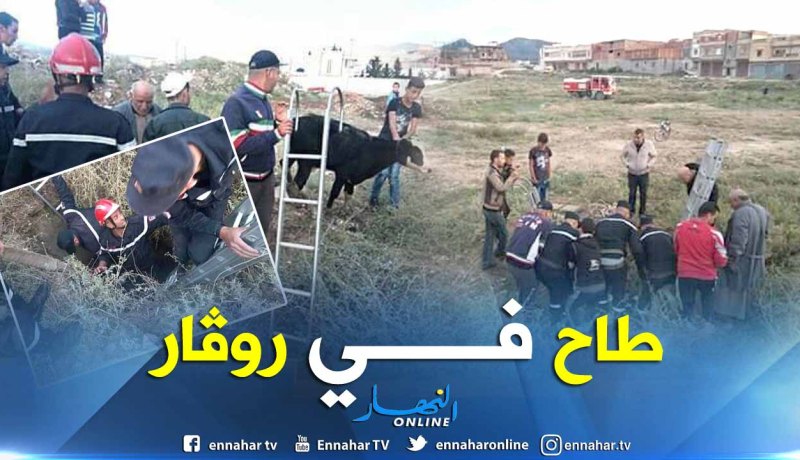 بالصور..إنقاذ عِجل سقط بقناة صرف صحي في تبسة