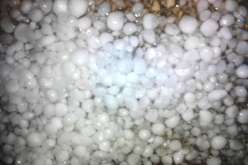 إتلاف أكثر من 1000 شجرة تفاح بسبب تساقط البرد ببلدية كيمل في باتنة