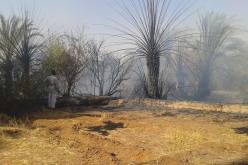 حريق مهول يدمر 100 نخلة في احدى واحات  تمنراست