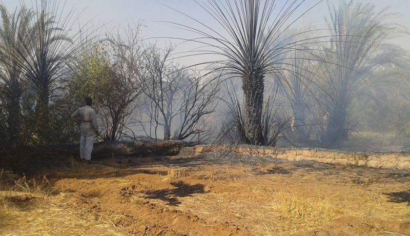 حريق مهول يدمر 100 نخلة في احدى واحات  تمنراست