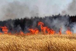 الحرائق تتلف أكثر من 100 هكتار من الأراضي الفلاحية منذ بداية جوان