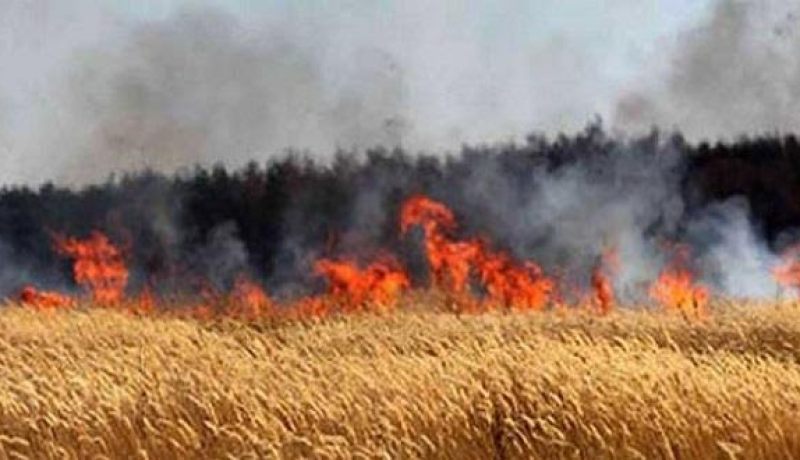 الحرائق تتلف أكثر من 100 هكتار من الأراضي الفلاحية منذ بداية جوان