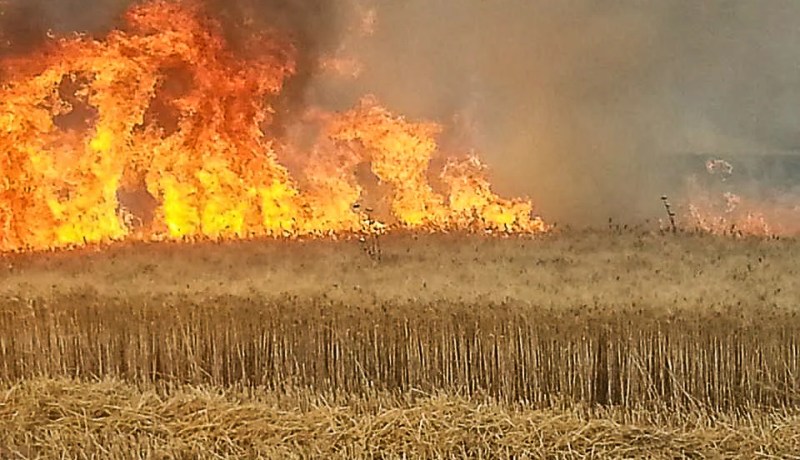 5 حرائق بولاية ميلة تتلف حوالي 30 هكتارا من الحبوب خلال ثلاثة أيام