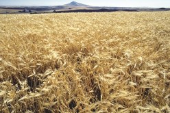 محصول الحبوب بغرب الجزائر في خطر والسبب