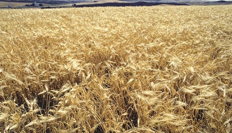 محصول الحبوب بغرب الجزائر في خطر والسبب