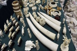 توقيف شبكة آسيوية قامت بتهريب ما قيمته 180 مليار من العاج إلى الجزائر