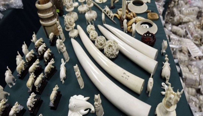 توقيف شبكة آسيوية قامت بتهريب ما قيمته 180 مليار من العاج إلى الجزائر