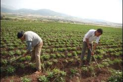 تسليم بقسنطينة 174 عقد امتياز لاستغلال أراض فلاحية تابعة للأملاك الدولة