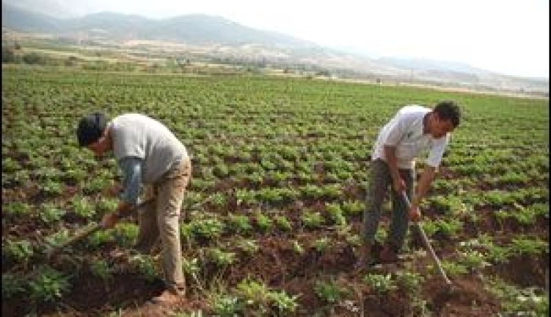 تسليم بقسنطينة 174 عقد امتياز لاستغلال أراض فلاحية تابعة للأملاك الدولة