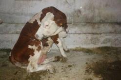 بالصور احتجاج الفلاحين و مربو الابقار في تيزي وزو بطريقتهم الخاصة