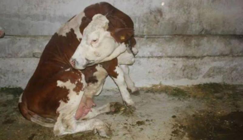 بالصور احتجاج الفلاحين و مربو الابقار في تيزي وزو بطريقتهم الخاصة