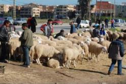 بيع الماشية بالجزائر العاصمة غالبا ما يتم دون ترخيص أو رقابة