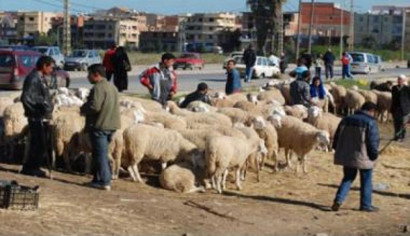 بيع الماشية بالجزائر العاصمة غالبا ما يتم دون ترخيص أو رقابة