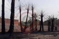 غرداية..حريق يتلف 44 نخلة ببلدية العطف