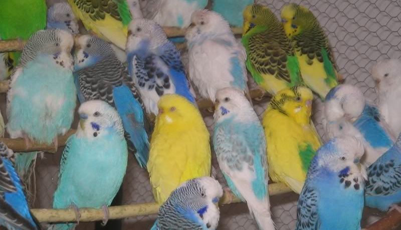 حجز طيور البيريش والكناري بقيمة 750 مليون داخل باخرة الطاسيلي 2