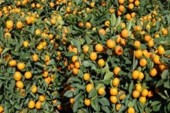 فلاحة:ارتفاع انتاج الزيتون والحمضيات خلال الموسم الفلاحي 2012-2013