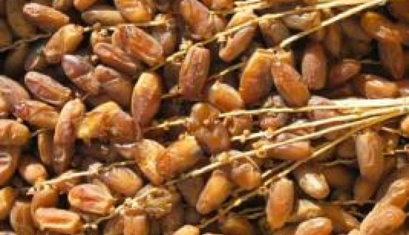 حجز 320 كلغ من التمور و200 لتر من الوقود في اليومين الأخيرين بتلمسان