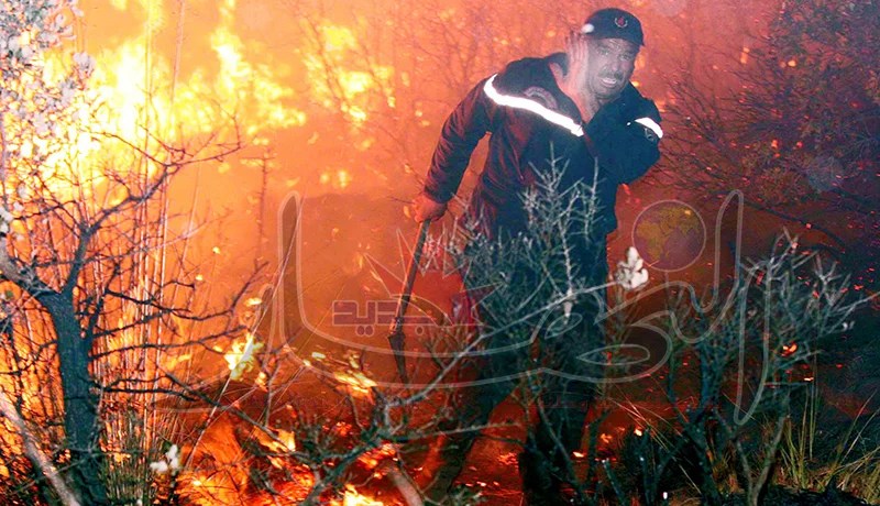 النيران تحاصر عائلات لأكثر من 10 ساعات وتلتهم 41 هكتارا في البليدة