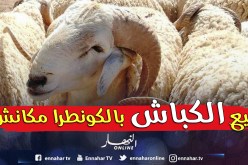 «لـــن نبيـــع الكبــــاش  بالكونطــــرا»