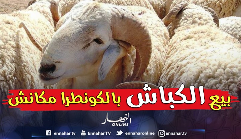 «لـــن نبيـــع الكبــــاش بالكونطــــرا»