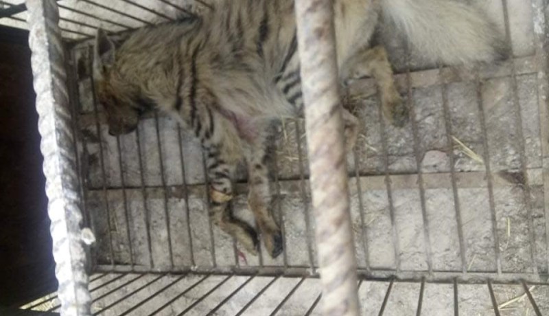 أم البواقي: العثور على حيوان ضبع مخطط مصاب