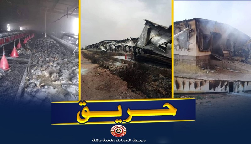 باتنة: نفوق حوالي 2500 صوص دجاج في حريق