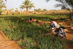 إنشاء ديوان تطوير الفلاحة الصناعية في جنوب وأقصى جنوب البلاد