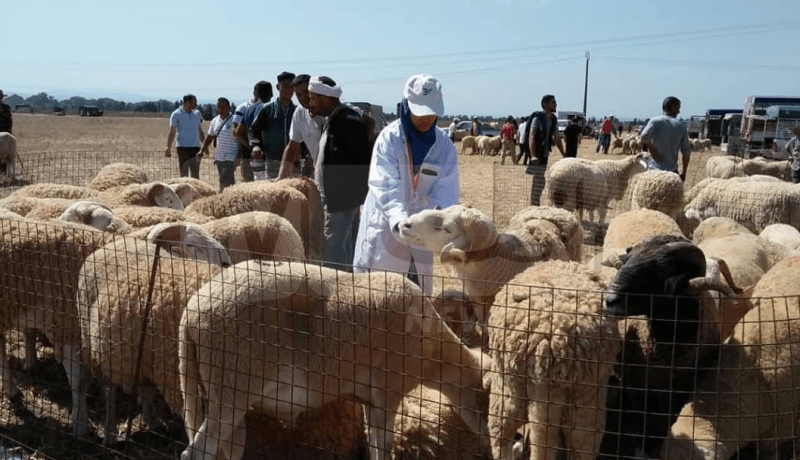 تخصيص 15 نقطة لبيع أضاحي العيد بولاية عنابة