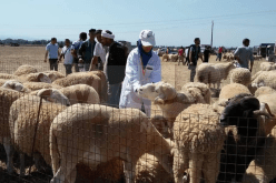 الجلفة: فتح 26 نقطة لبيع أضاحي العيد وفق هذه الشروط