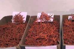 الطارف: حجز كمية من المرجان و 305 قرص مهلوس بالقالة