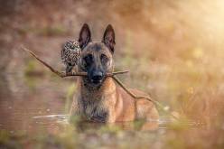 بالصور الصداقة بين الكلب و البوم في المانيا
