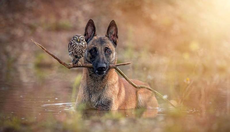 بالصور الصداقة بين الكلب و البوم في المانيا