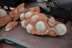 بالصور العثور على بيض متحجر لديناصورات جنوب الصين