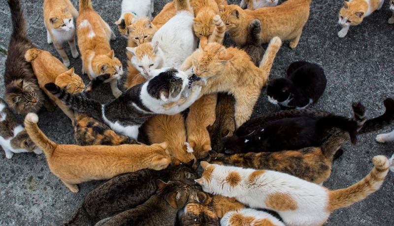 بالصور جيش من القطط يحكم جزيرة أوشيما جنوبي اليابان