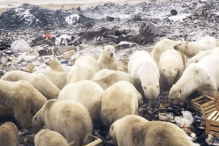 طوارئ في روسيا بسبب غزو الدببة القطبية