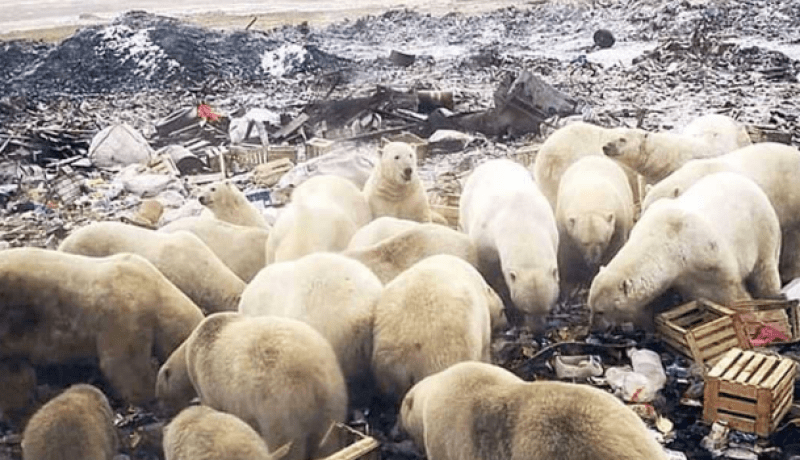 طوارئ في روسيا بسبب غزو الدببة القطبية