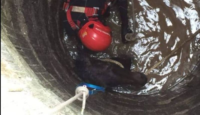 بوفاريك.. إنقاذ مهر سقط داخل بئر بعمق 15 متر (صور)