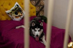 بالصور: أول فندق فاخر للكلاب في الهند