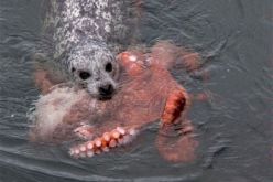 بالفيديو.. 10 دقائق تحسم معركة شرسة بين إخطبوط وكلب البحر