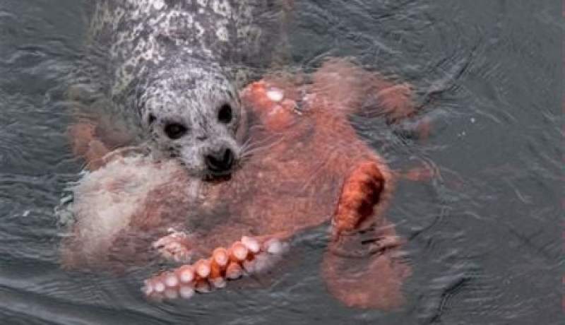 بالفيديو.. 10 دقائق تحسم معركة شرسة بين إخطبوط وكلب البحر