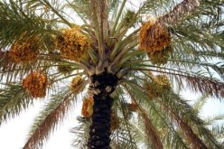 ارتفاع متوقع في منتوج التمور بتندوف