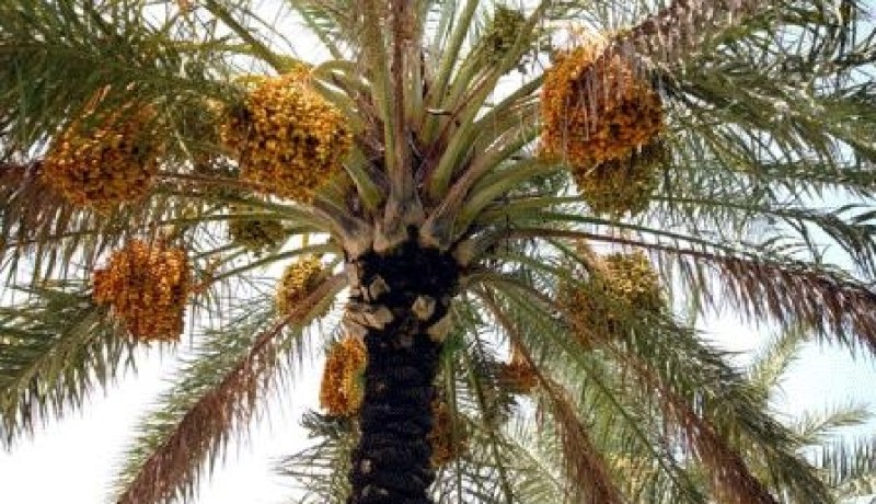 ارتفاع متوقع في منتوج التمور بتندوف
