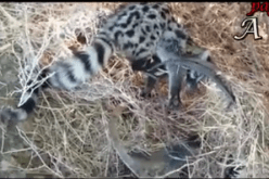 بالفيديو الامساك بالحيوان الذي خلف ضحايا في بومرداس