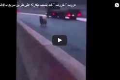 بالفيديو.. خروف كاد أن يتسبب في كارثة على الطريق السريع بالسعودية