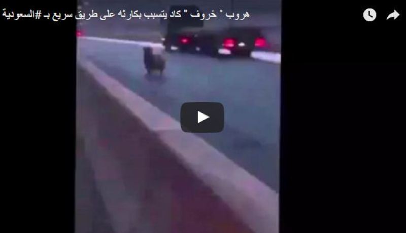 بالفيديو.. خروف كاد أن يتسبب في كارثة على الطريق السريع بالسعودية