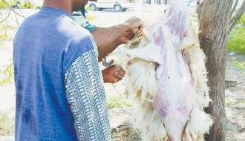 الحرق أو الدفن بعمق لفضلات الاضحية المصابة بالكيس المائي