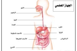وفاة البروفيسور غانا إيلول عن عمر 84 سنة