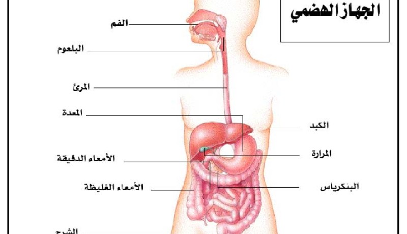 وفاة البروفيسور غانا إيلول عن عمر 84 سنة