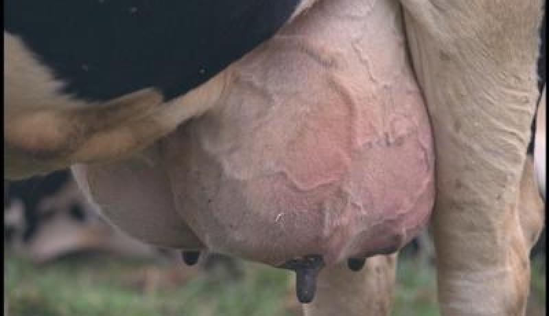 إنتاج أكثر من 65 مليون لتر من الحليب بباتنة