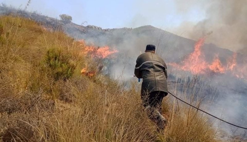المدير العام للغابات: سجّلنا إصابة 57 عونا بفيروس كورونا بينهم وفاة واحدة